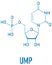 Uridine monophosphate or UMP, uridylic acid, nucleotide molecule. Building block of RNA. Skeletal formula.