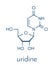 Uridine nucleoside molecule. Building block of RNA. Skeletal formula.