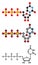 Uridine triphosphate (UTP) nucleotide molecule. Building block of RNA