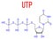 Uridine triphosphate or UTP nucleotide molecule. Building block of RNA. Skeletal formula.