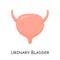 Urinary bladder of human . Cartoon design . Isolated . Vector