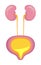 Urinary bladder icon, flat symbol is shown. Cystitis, urolithiasis, nephroptosis, renal failure are presented