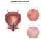 Urinary bladder lining