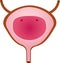 Urinary bladder or simply bladder is a hollow muscular organ in humans. simple vector illustration