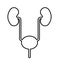 Urinary system icon in flat style. Urinary system outline.
