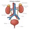 Urinary system structure diagram medical science