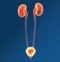 Urinary system of a woman, medically 3D illustration