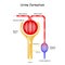 Urine Formation in nephron in the kidney