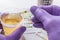 Urine test strips in purple gloves