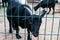 Ð¡urious black goat looking out from behind the fence in a zoo. Sad captive animal on a farm. Hungry young goat with desperate