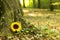 Urn grave with sunflower, forest cemetery