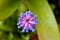 Urn plant flower, above angle view