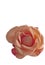 Urn shape flower rose rosa