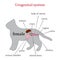 Urogenital system of the female cat