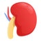 Urology kidney icon, cartoon style