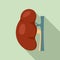 Urology kidney icon, flat style