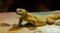 Uromastyx aegyptia lizard
