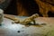 Uromastyx aegyptia lizard