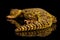 Uromastyx on Isolated black reflective background