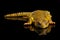 Uromastyx on Isolated black reflective background