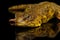 Uromastyx on Isolated black reflective background