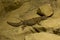 Uromastyx ornata,  ornate mastigure Ornate spiny-tailed lizard.