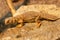 Uromastyx princeps or spiny-tailed lizard