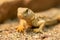 Uromastyx princeps or spiny-tailed lizard