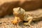 Uromastyx princeps or spiny-tailed lizard