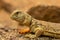 Uromastyx princeps or spiny-tailed lizard