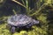 Uropean pond turtle Emys orbicularis