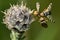 Urophora jaceana galls flies mating on host plant