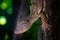 Uroplatus henkeli - Henkel's leaf-tailed gecko