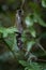 Uroplatus phantasticus, satanic leaf tailed gecko, eyelash leaf tailed gecko, phantastic leaf tailed gecko