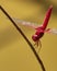 Urothemis signata dragonfly, Borneo rainforest, Sarawak, Malaysia