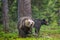 Ursa bear shakes off. Mother She-Bear and cubs in the summer pine forest. Family of Brown Bear. Scientific name: Ursus arctos.