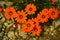 URSINIA BRIGHT ORANGE, beautiful bright orange daisy-like flower