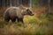 Ursus arctos. The brown bear is the largest predator in Europe.