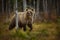 Ursus arctos. The brown bear is the largest predator in Europe.