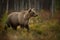 Ursus arctos. The brown bear is the largest predator in Europe.