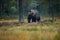 Ursus arctos. The brown bear is the largest predator in Europe.