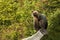 Ursus arctos. Brown bear. The photo was taken in Slovakia.