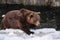 Ursus arctos close up photography, brown bear walking on snow, wildlife image