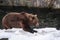 Ursus arctos close up photography, brown bear walking on snow, wildlife image