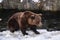 Ursus arctos close up photography, brown bear walking on snow, wildlife image