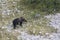 Ursus arctos marsicanus, Marsican brown bear walking in Abruzzo mountains, Italy