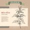 Urtica dioica aka common nettle sketch on vintage paper background. Green apothecary series.