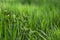 Urtica dioica - bunch of young nettle shoots in tall grass with beautiful bokeh