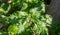 Urtica dioica, common or stinging nettles background, closeup view