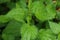 Urtica dioica,green stinging nettle. Medicine, remedy.